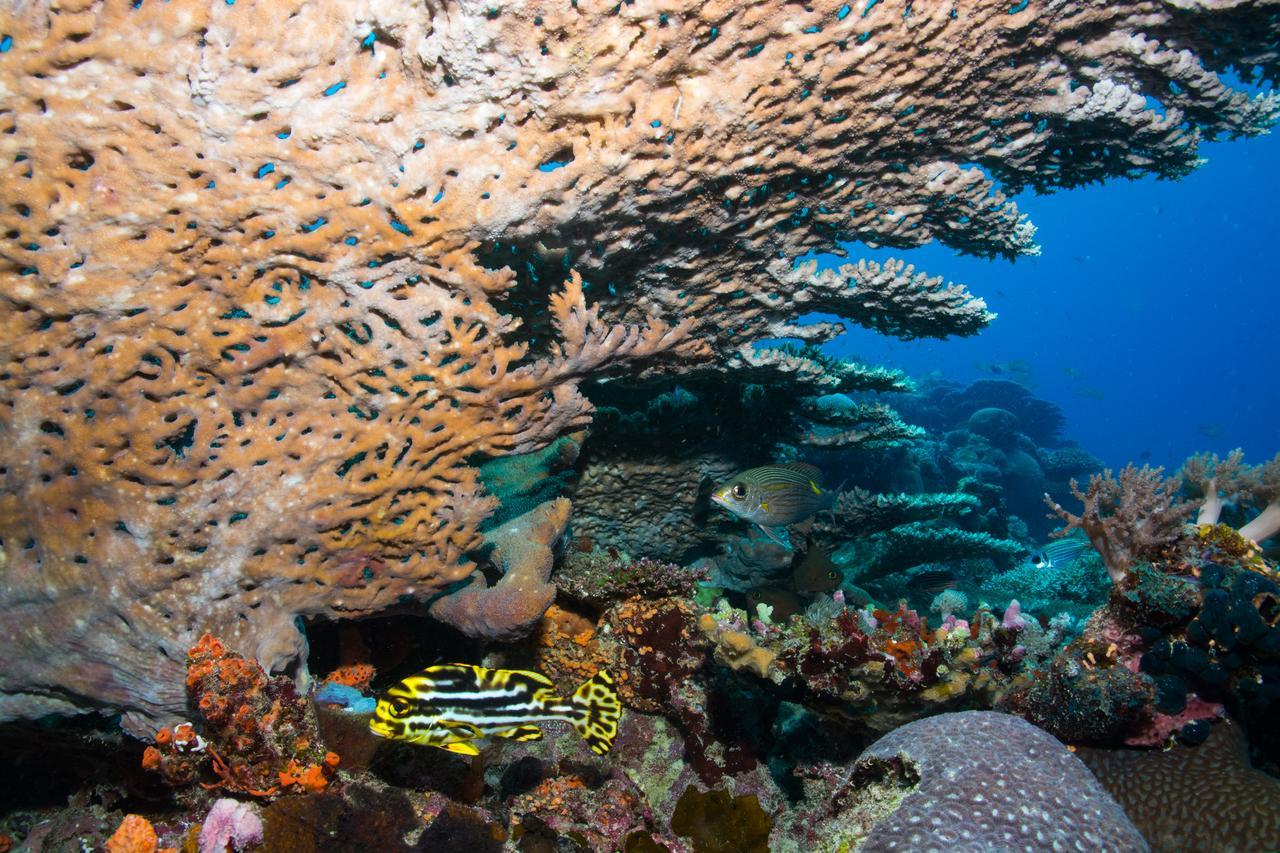 Gecko Nature Lodge Home Of Swahili Divers The Best Dive Center And Famous Gecko Restaurant Verani Екстер'єр фото