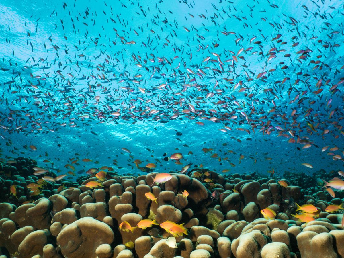 Gecko Nature Lodge Home Of Swahili Divers The Best Dive Center And Famous Gecko Restaurant Verani Екстер'єр фото