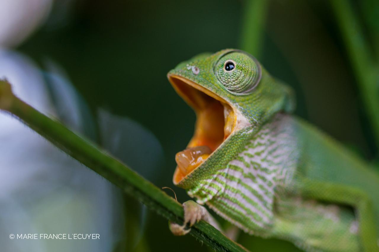 Gecko Nature Lodge Home Of Swahili Divers The Best Dive Center And Famous Gecko Restaurant Verani Екстер'єр фото