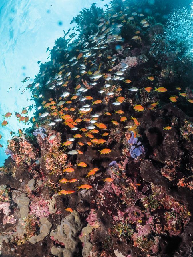 Gecko Nature Lodge Home Of Swahili Divers The Best Dive Center And Famous Gecko Restaurant Verani Екстер'єр фото
