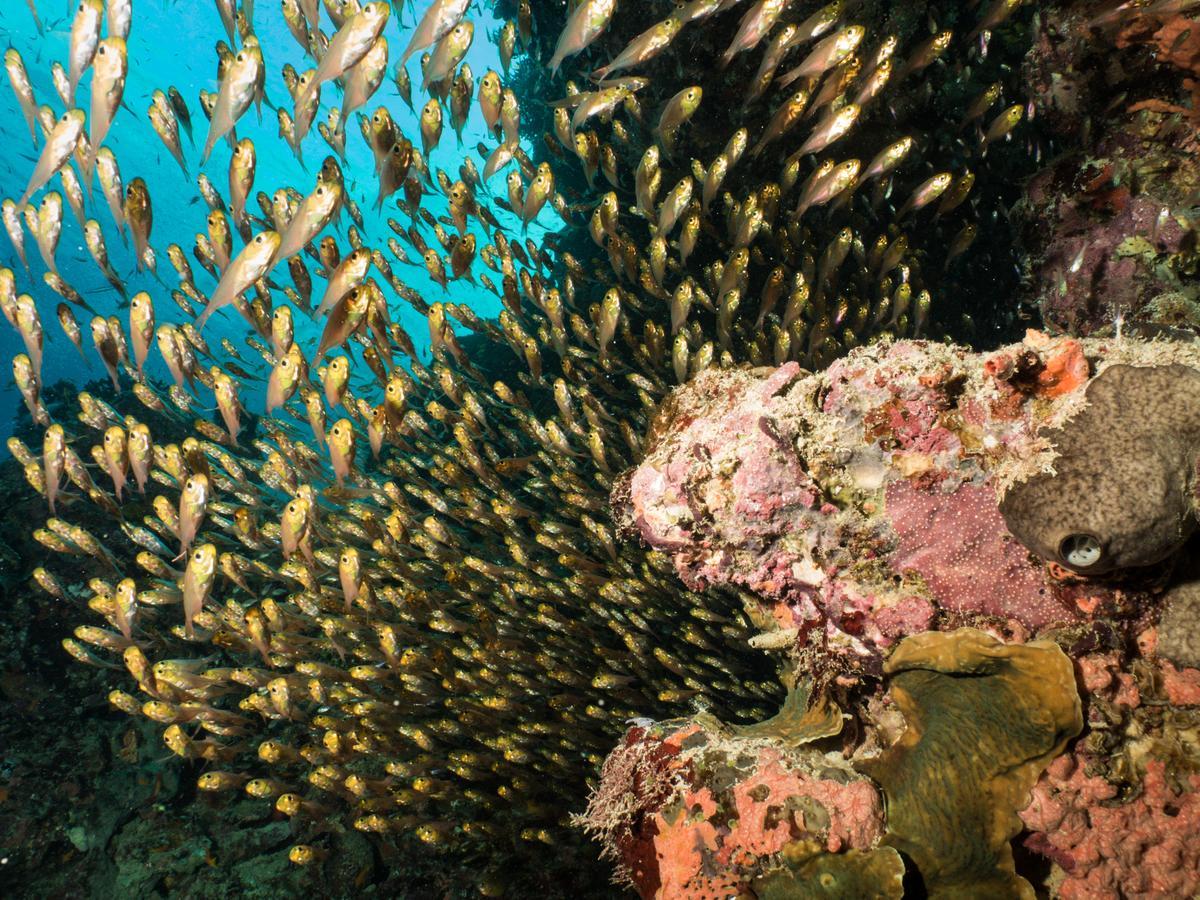 Gecko Nature Lodge Home Of Swahili Divers The Best Dive Center And Famous Gecko Restaurant Verani Екстер'єр фото