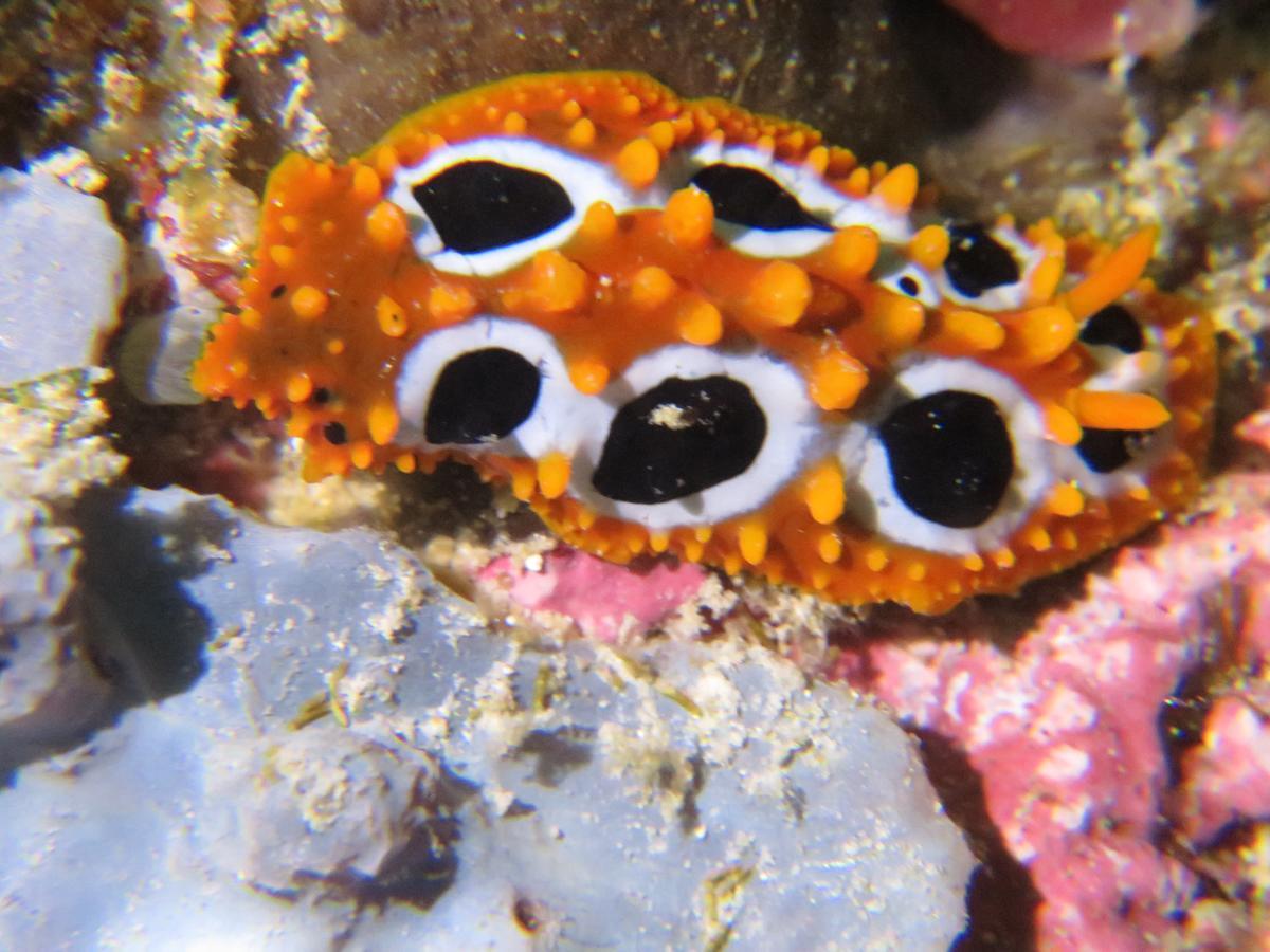 Gecko Nature Lodge Home Of Swahili Divers The Best Dive Center And Famous Gecko Restaurant Verani Екстер'єр фото