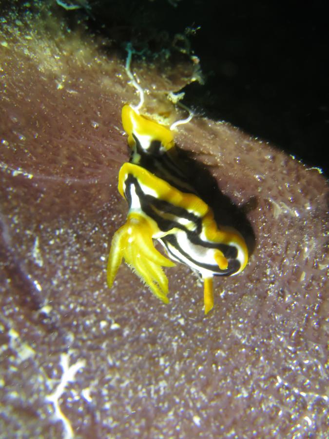 Gecko Nature Lodge Home Of Swahili Divers The Best Dive Center And Famous Gecko Restaurant Verani Екстер'єр фото