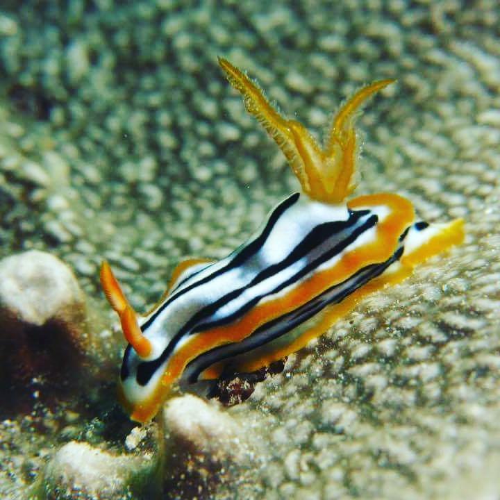 Gecko Nature Lodge Home Of Swahili Divers The Best Dive Center And Famous Gecko Restaurant Verani Екстер'єр фото