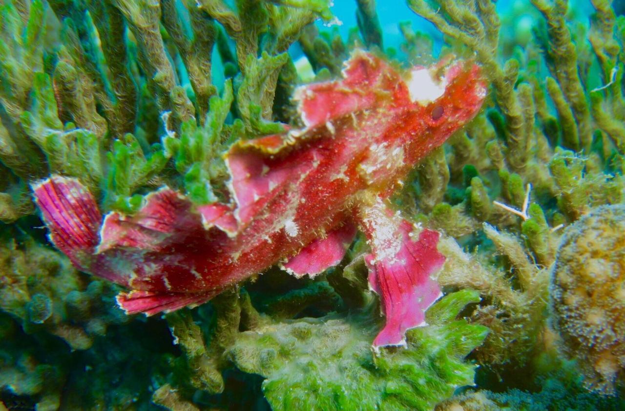 Gecko Nature Lodge Home Of Swahili Divers The Best Dive Center And Famous Gecko Restaurant Verani Екстер'єр фото