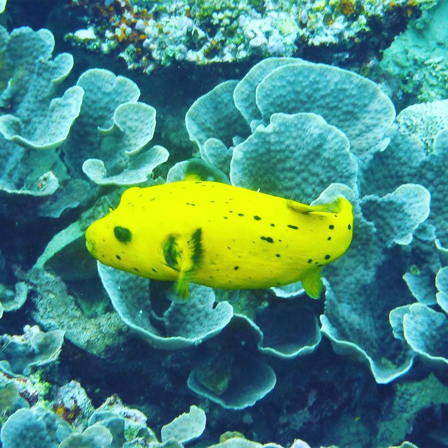 Gecko Nature Lodge Home Of Swahili Divers The Best Dive Center And Famous Gecko Restaurant Verani Екстер'єр фото