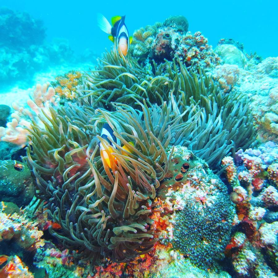 Gecko Nature Lodge Home Of Swahili Divers The Best Dive Center And Famous Gecko Restaurant Verani Екстер'єр фото