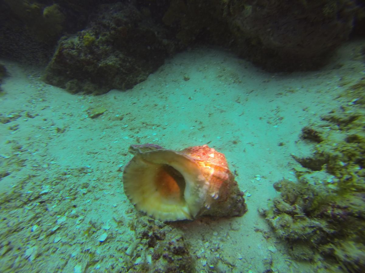 Gecko Nature Lodge Home Of Swahili Divers The Best Dive Center And Famous Gecko Restaurant Verani Екстер'єр фото